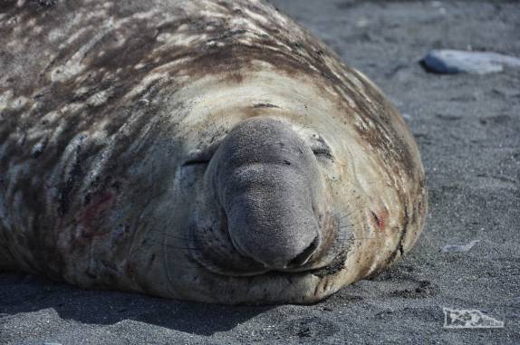 Elefante-marinho descansa na praia de Gold Harbour, na Geórgia do Sul